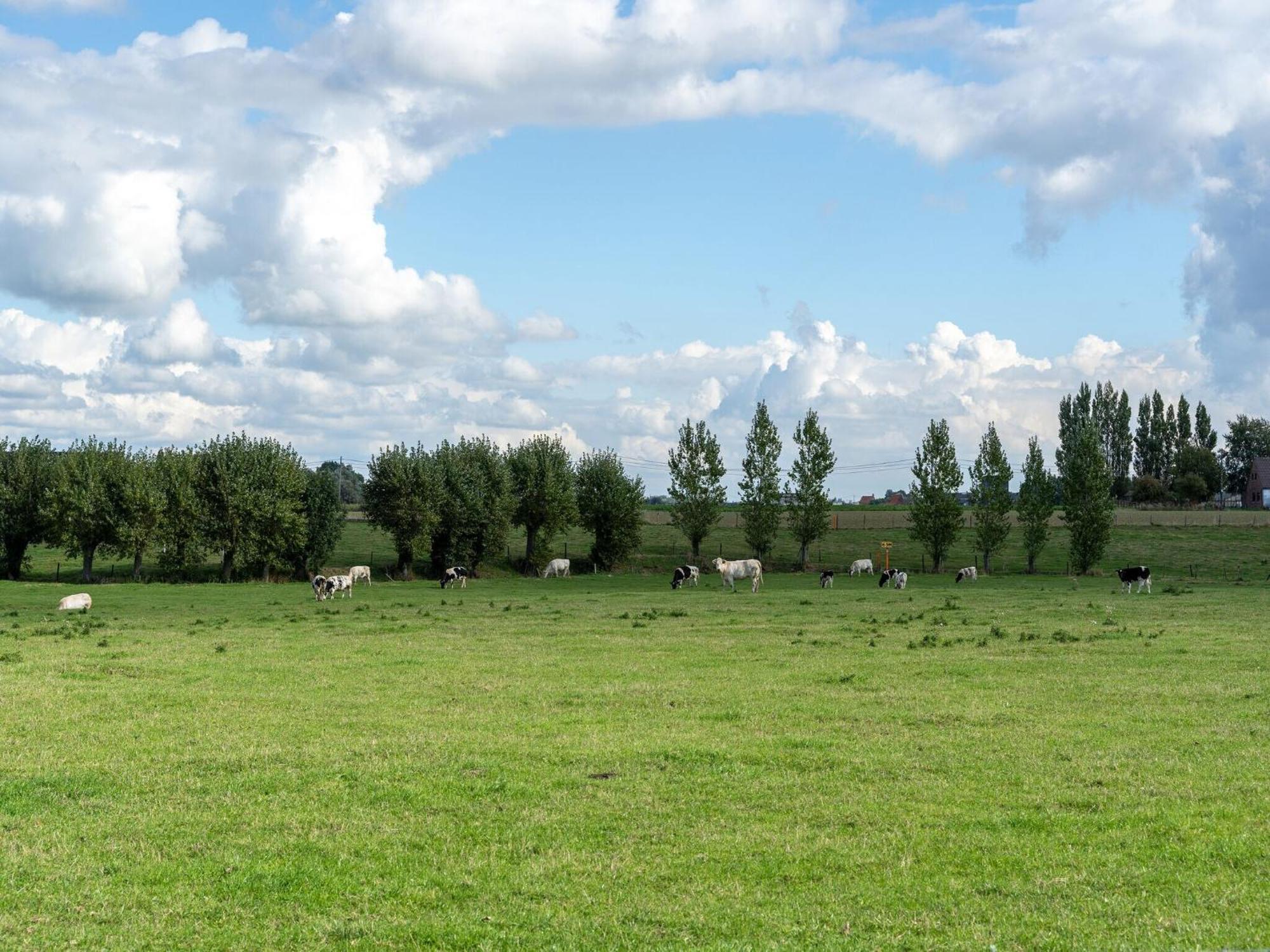 Spacious Holiday Home With Pond In Poperinge Roesbrugge-Haringe Esterno foto